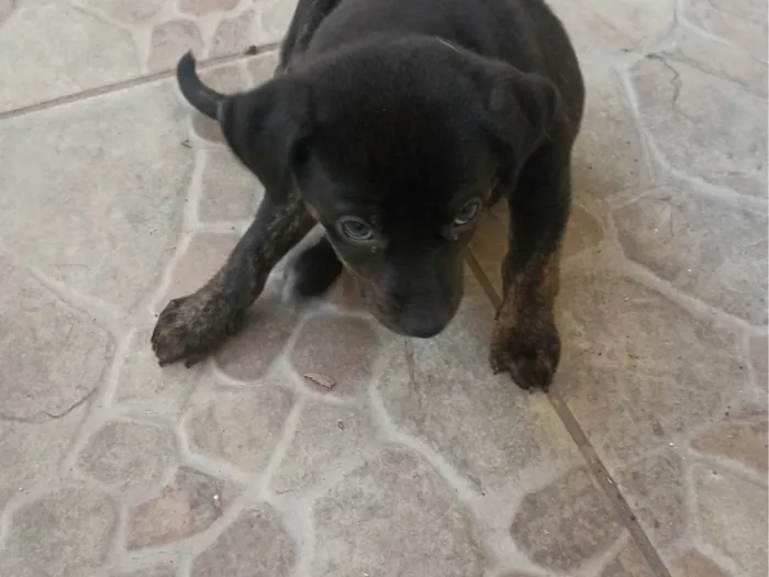 Cachorro ra a  idade 2 a 6 meses nome Sem nome ainda