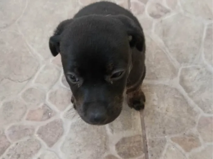 Cachorro ra a  idade 2 a 6 meses nome Sem nome ainda