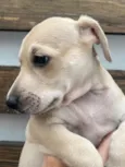 Cachorro raça SRD-ViraLata idade Abaixo de 2 meses nome Frida