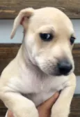Cachorro raça SRD-ViraLata idade Abaixo de 2 meses nome Frida