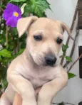 Cachorro raça SRD-ViraLata idade Abaixo de 2 meses nome Frida