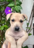 Cachorro raça SRD-ViraLata idade Abaixo de 2 meses nome Frida