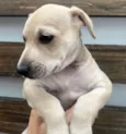 Cachorro raça SRD-ViraLata idade Abaixo de 2 meses nome Frida