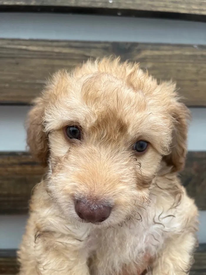 Cachorro raça SRD-ViraLata idade Abaixo de 2 meses nome Joca