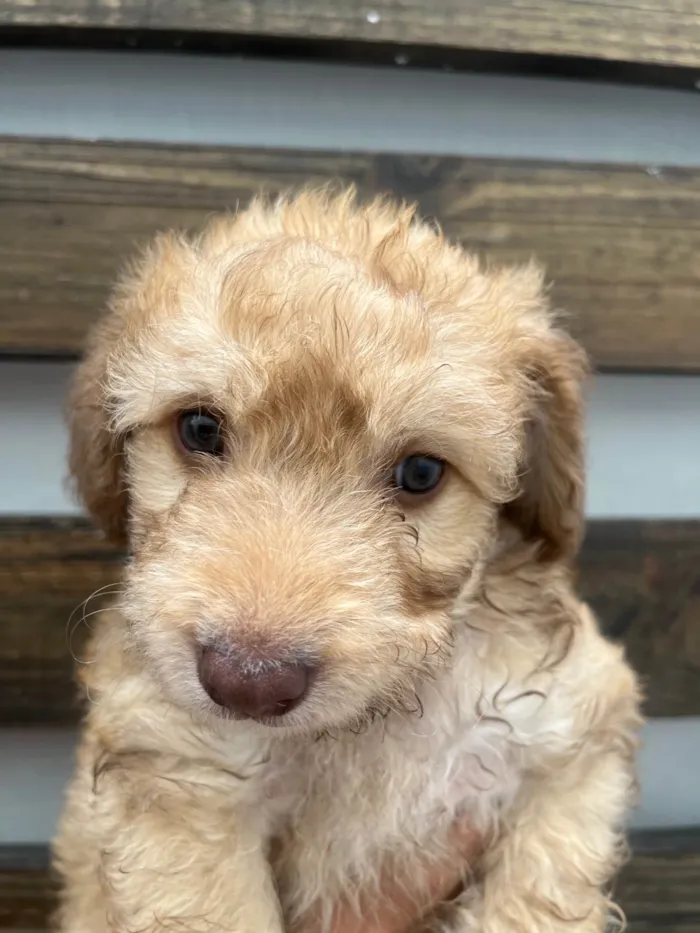 Cachorro raça SRD-ViraLata idade Abaixo de 2 meses nome Joca