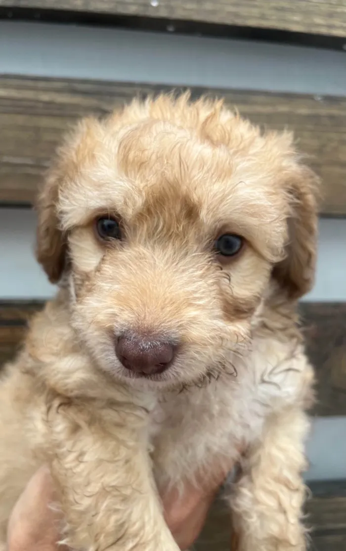 Cachorro raça SRD-ViraLata idade Abaixo de 2 meses nome Joca