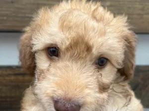 Cachorro raça SRD-ViraLata idade Abaixo de 2 meses nome Joca
