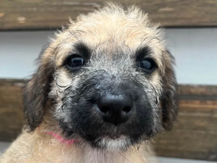 Cachorro raça SRD-ViraLata idade Abaixo de 2 meses nome Sarab