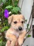 Cachorro raça SRD-ViraLata idade Abaixo de 2 meses nome Lorena