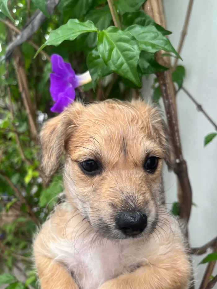 Cachorro raça SRD-ViraLata idade Abaixo de 2 meses nome Lorena