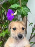 Cachorro raça SRD-ViraLata idade Abaixo de 2 meses nome Lorena