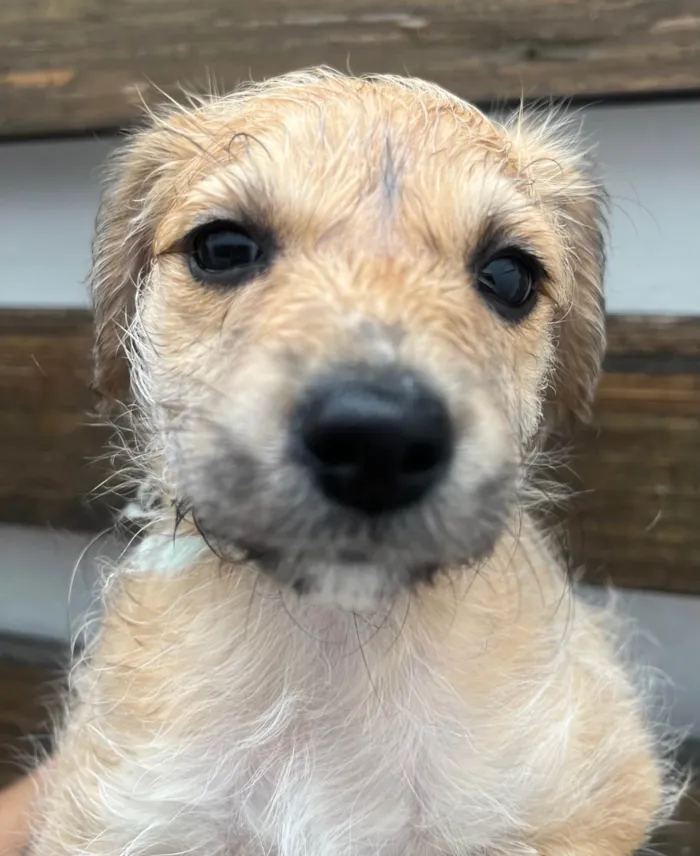 Cachorro raça SRD-ViraLata idade Abaixo de 2 meses nome Lorena