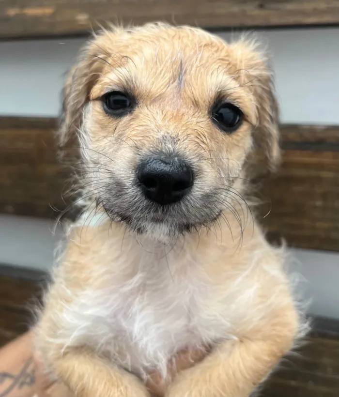 Cachorro raça SRD-ViraLata idade Abaixo de 2 meses nome Lorena