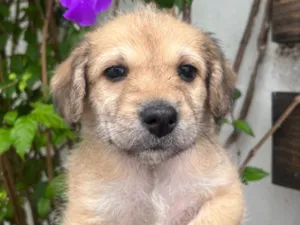 Cachorro raça SRD-ViraLata idade Abaixo de 2 meses nome Zoe