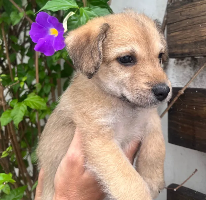 Cachorro raça SRD-ViraLata idade Abaixo de 2 meses nome Kiara