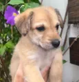 Cachorro raça SRD-ViraLata idade Abaixo de 2 meses nome Kiara