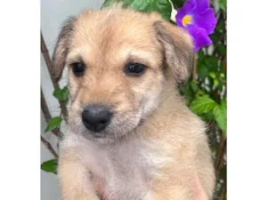 Cachorro raça SRD-ViraLata idade Abaixo de 2 meses nome Kiara