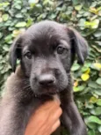 Cachorro raça SRD-ViraLata idade 2 a 6 meses nome Luna