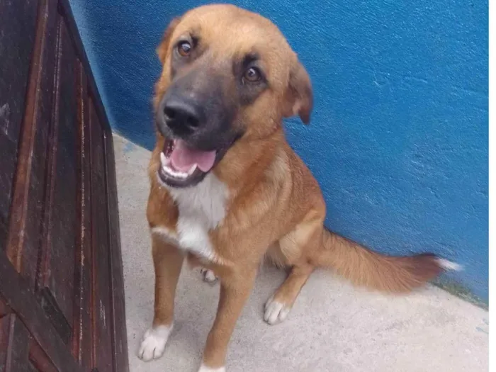 Cachorro ra a Vira lata misturado com Chow Chow  idade 7 a 11 meses nome Zoe