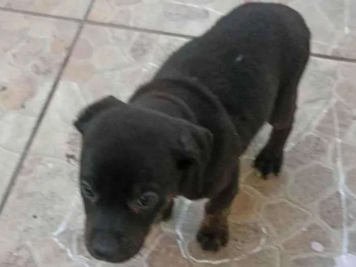 Cachorro ra a  idade 2 a 6 meses nome Sem nome ainda