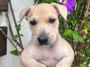 Cachorro raça SRD-ViraLata idade Abaixo de 2 meses nome Frida