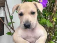 Cachorro raça SRD-ViraLata idade Abaixo de 2 meses nome Frida