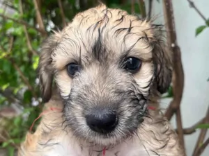 Cachorro raça SRD-ViraLata idade Abaixo de 2 meses nome Nala