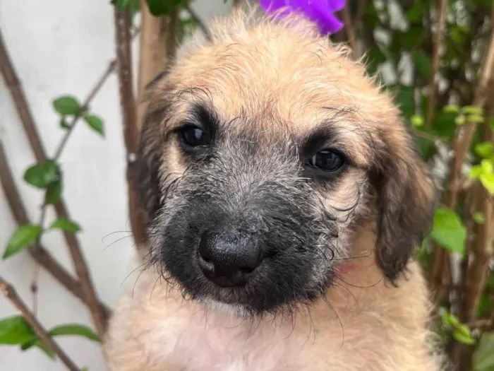 Cachorro raça SRD-ViraLata idade Abaixo de 2 meses nome Sarab