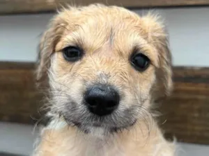 Cachorro raça SRD-ViraLata idade Abaixo de 2 meses nome Lorena