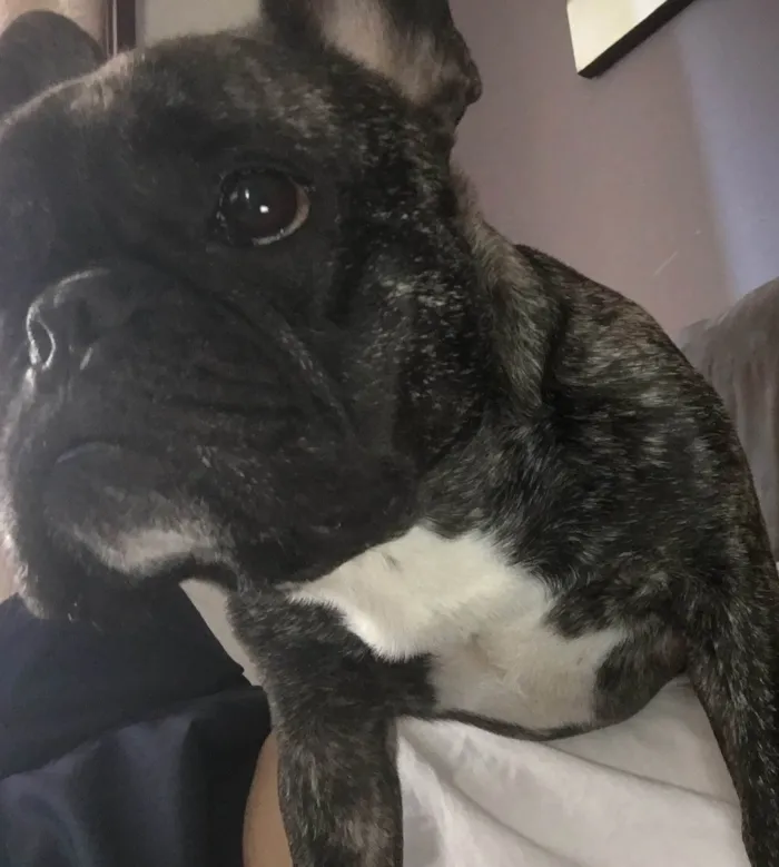 Cachorro ra a Bulldog Francês  idade 6 ou mais anos nome Apollo