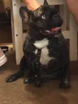Apollo