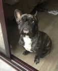 Apollo