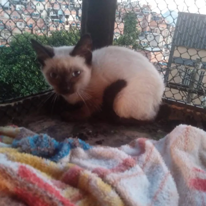 Gato ra a SRD-ViraLata idade 2 a 6 meses nome Ariela