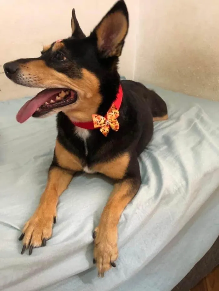 Cachorro ra a Capa Preta/Pinscher 5 idade 6 ou mais anos nome GRATIFICA - Nina