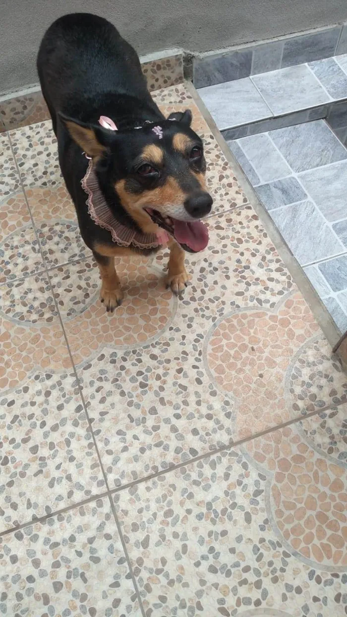 Cachorro ra a Capa Preta/Pinscher 5 idade 6 ou mais anos nome GRATIFICA - Nina