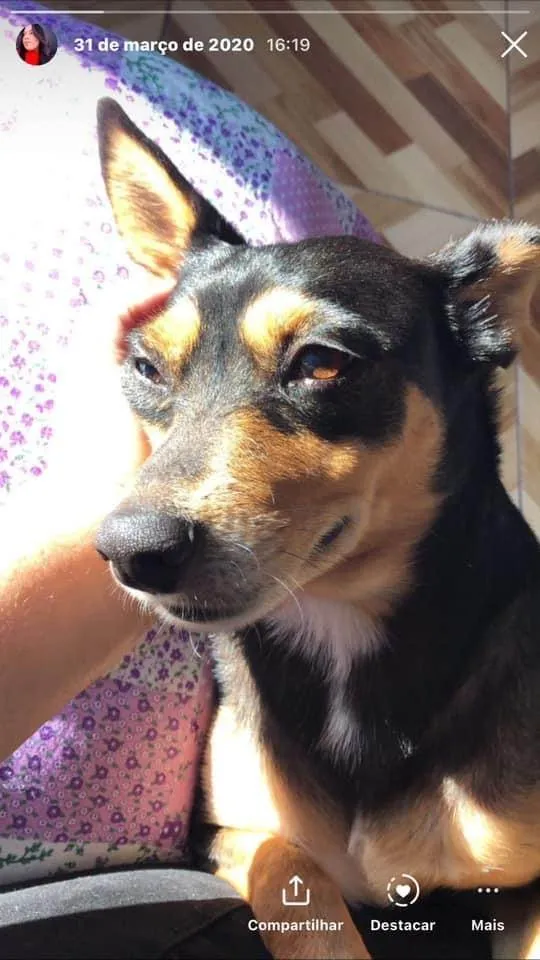 Cachorro ra a Capa Preta/Pinscher 5 idade 6 ou mais anos nome GRATIFICA - Nina