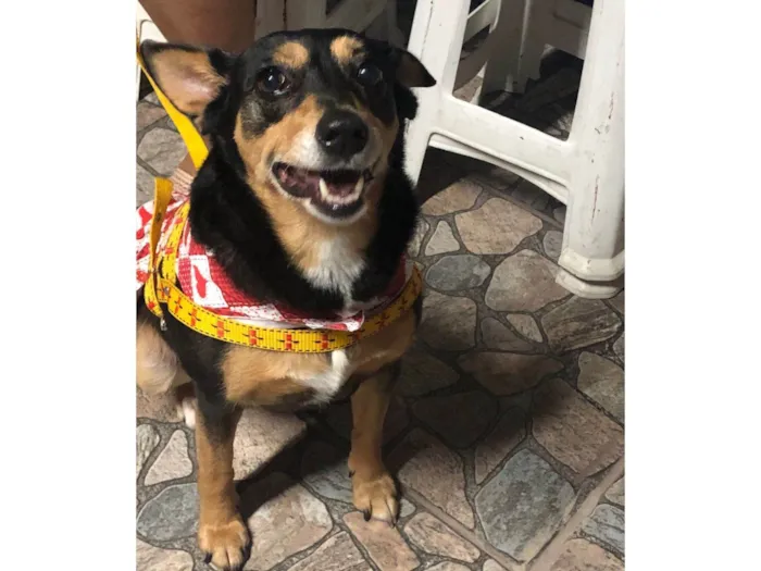 Cachorro ra a Capa Preta/Pinscher 5 idade 6 ou mais anos nome GRATIFICA - Nina