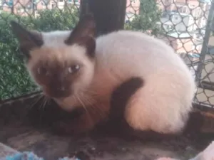 Gato raça SRD-ViraLata idade 2 a 6 meses nome Ariela