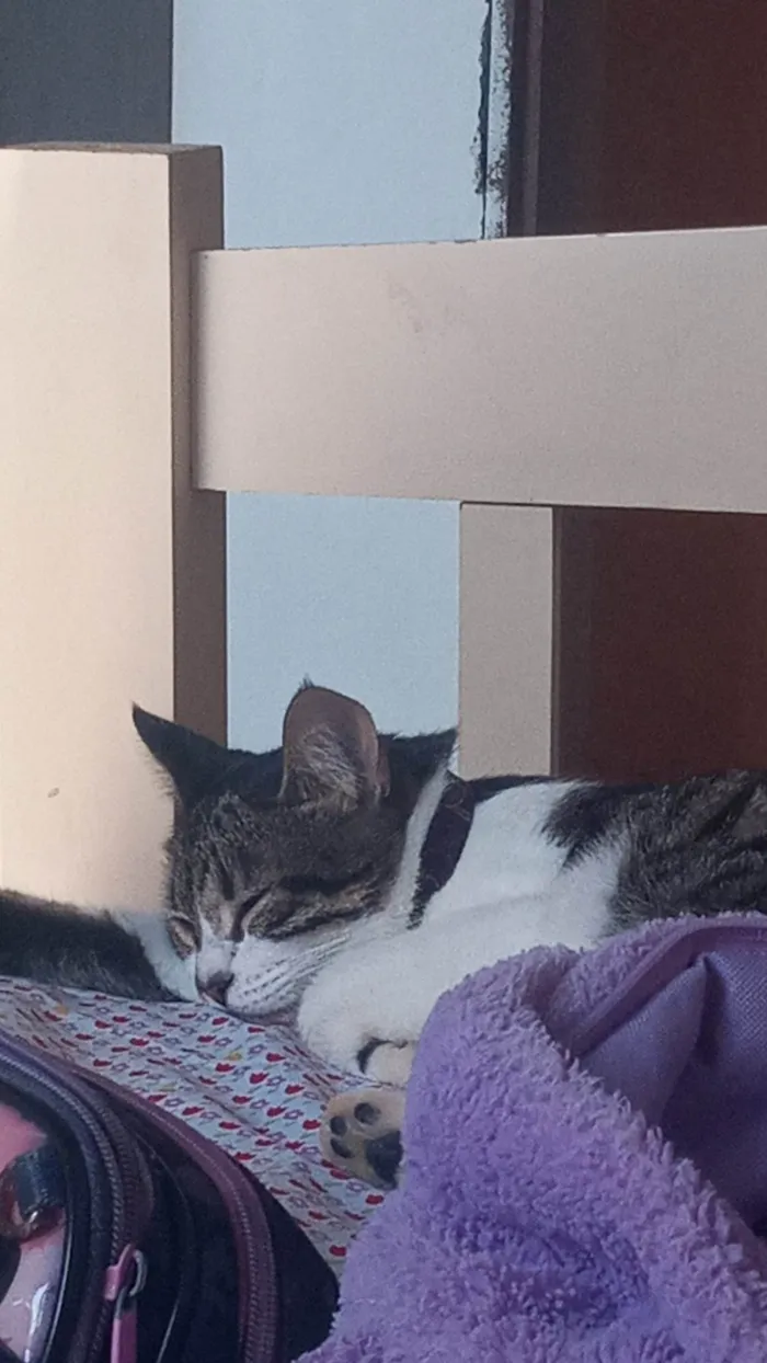 Gato raça SRD-ViraLata idade 2 anos nome Hana