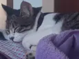 Hana