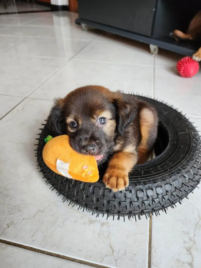 Cachorro raça SRD idade 2 a 6 meses nome Kinha