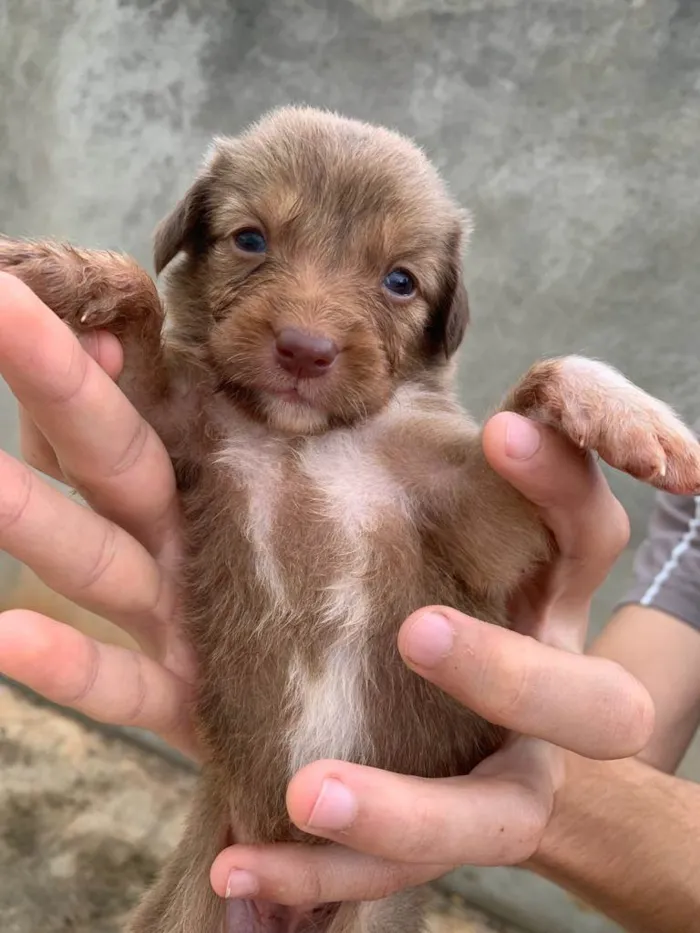 Cachorro ra a SRD-ViraLata idade Abaixo de 2 meses nome Ainda nao possuem nome