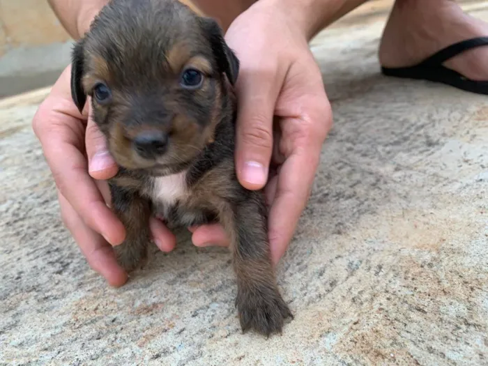 Cachorro ra a SRD-ViraLata idade Abaixo de 2 meses nome Ainda nao possuem nome