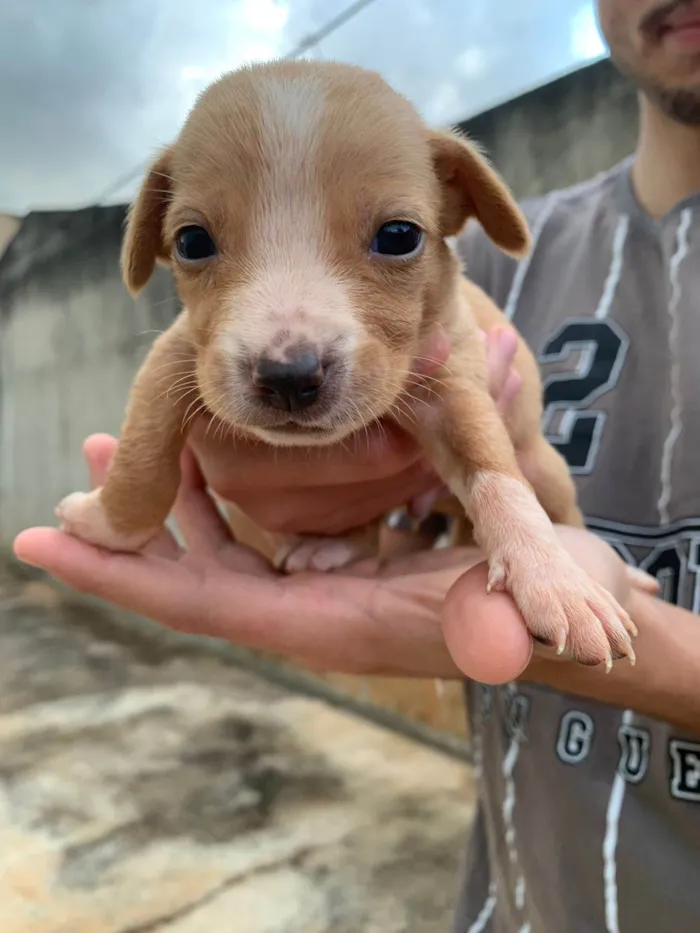 Cachorro ra a SRD-ViraLata idade Abaixo de 2 meses nome Ainda nao possuem nome