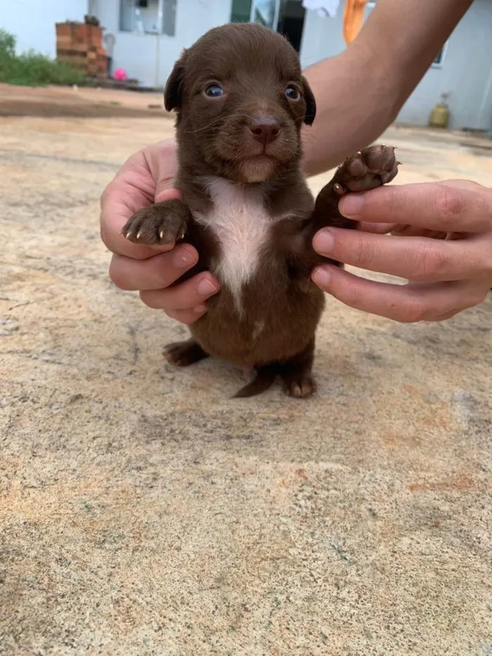 Cachorro ra a SRD-ViraLata idade Abaixo de 2 meses nome Ainda nao possuem nome
