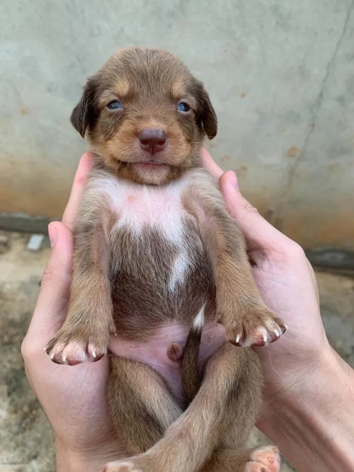 Cachorro ra a SRD-ViraLata idade Abaixo de 2 meses nome Ainda nao possuem nome