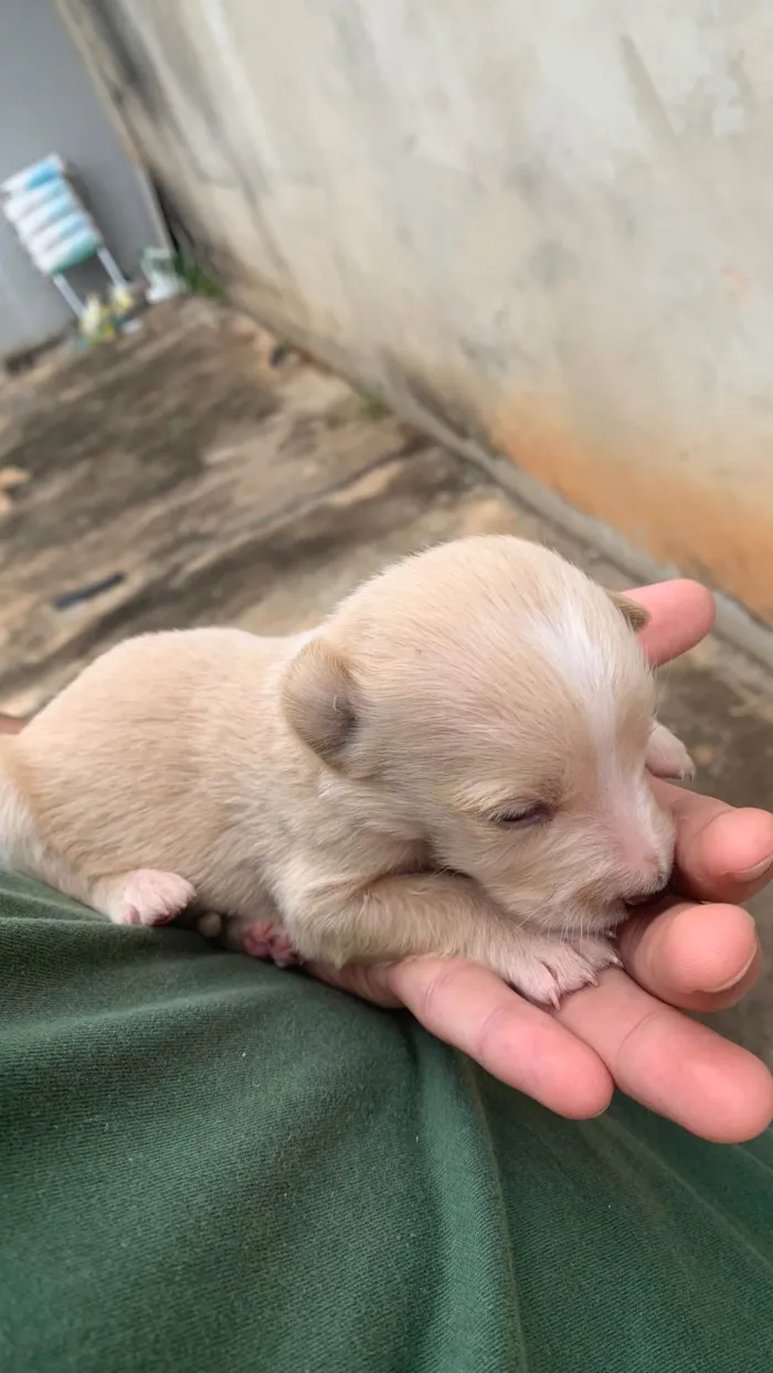 Cachorro ra a SRD-ViraLata idade Abaixo de 2 meses nome Ainda nao possuem nome