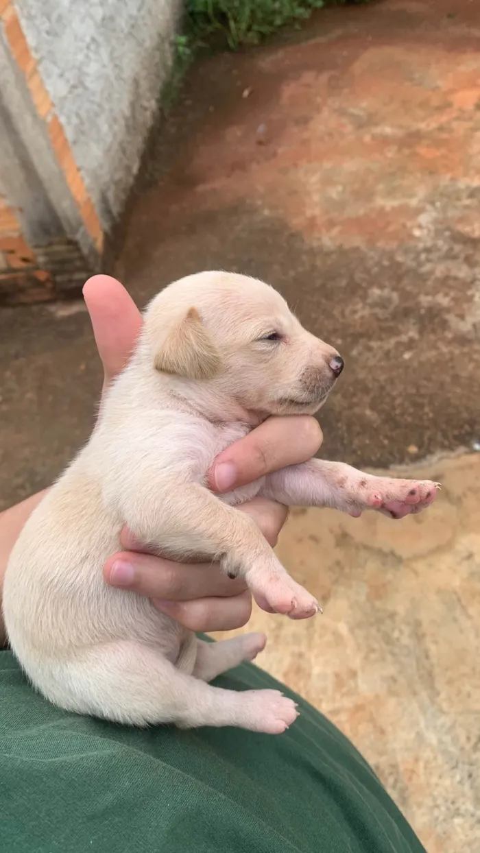 Cachorro ra a SRD-ViraLata idade Abaixo de 2 meses nome Ainda nao possuem nome