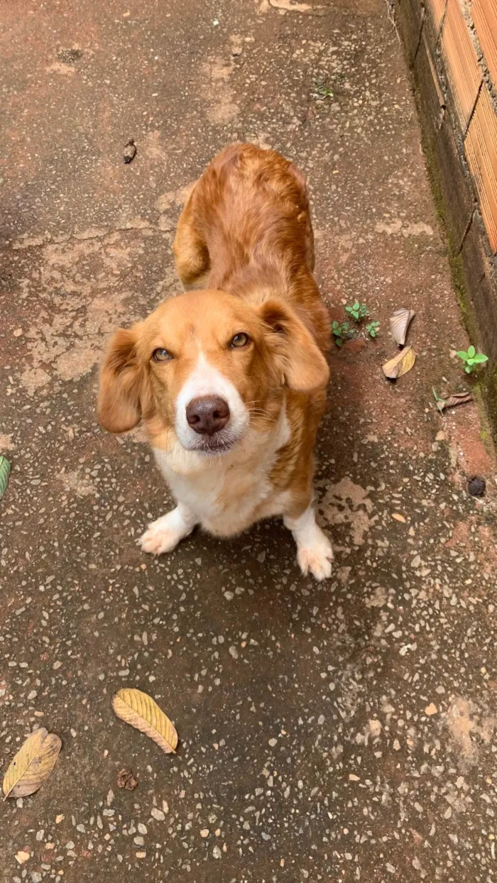 Cachorro ra a SRD-ViraLata idade Abaixo de 2 meses nome Ainda nao possuem nome