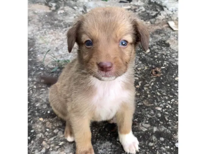 Cachorro ra a SRD-ViraLata idade Abaixo de 2 meses nome Ainda nao possuem nome